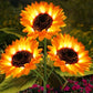 ⏳Limited-time 50% off🌞Solar LED Sunflower Garden Lights-29.6inch/75cm 2